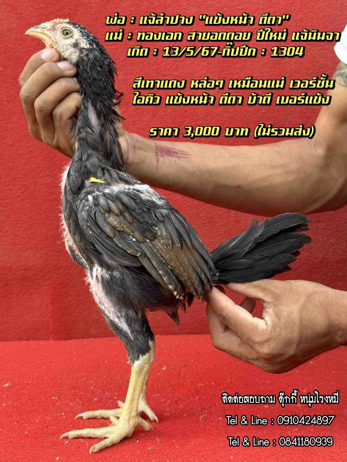 noomrongmee