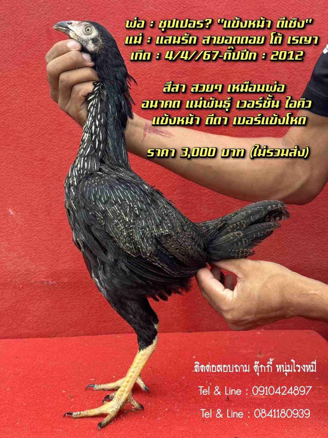 noomrongmee