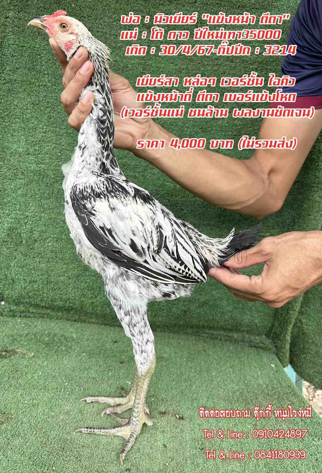 noomrongmee