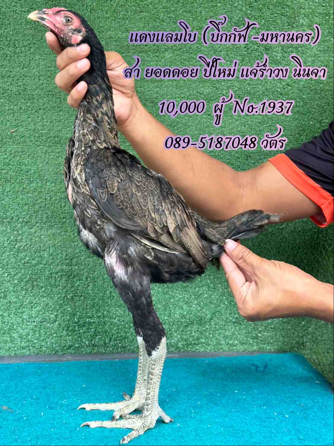 noomrongmee