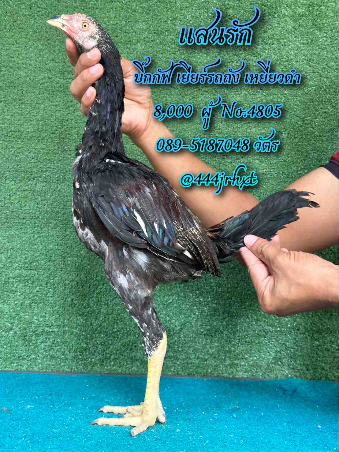 noomrongmee