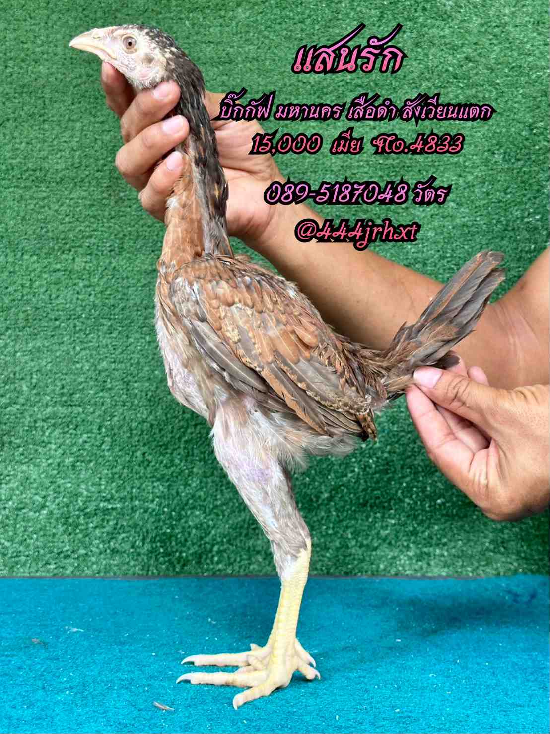 noomrongmee