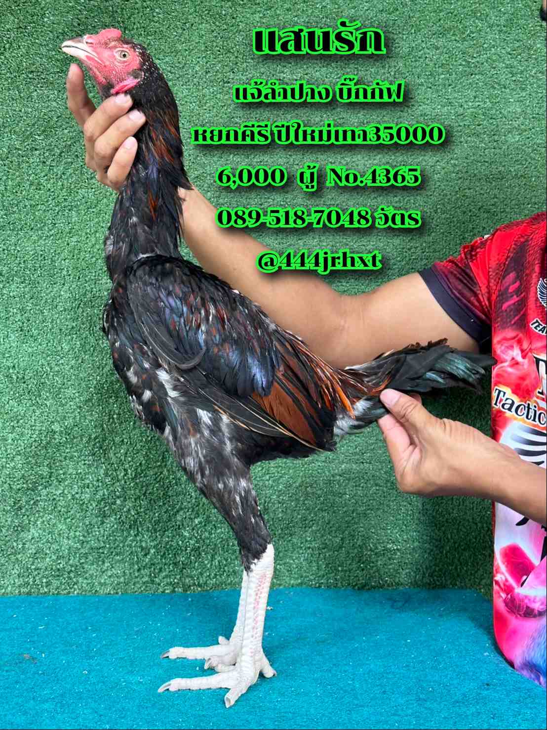 noomrongmee