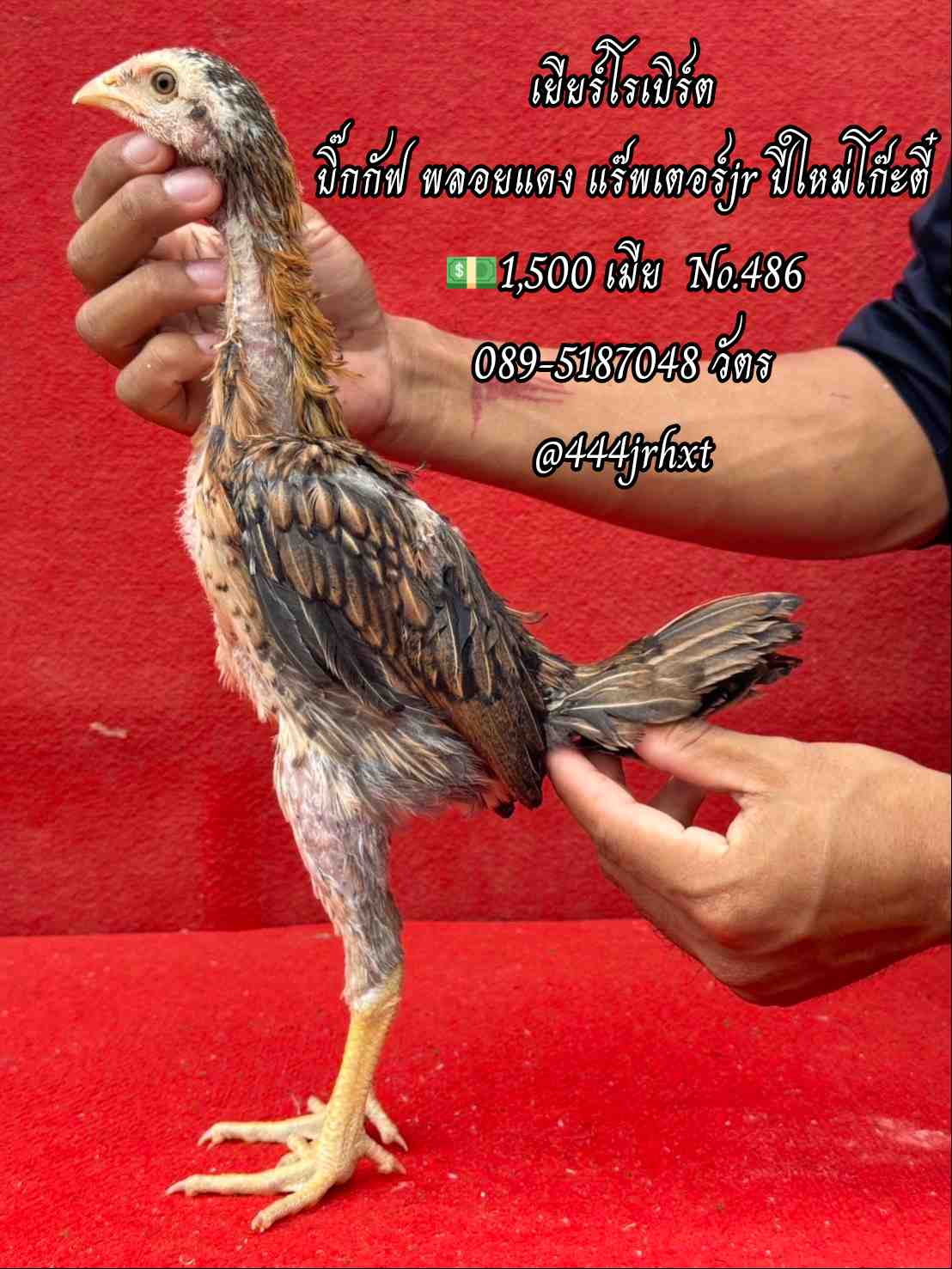 noomrongmee