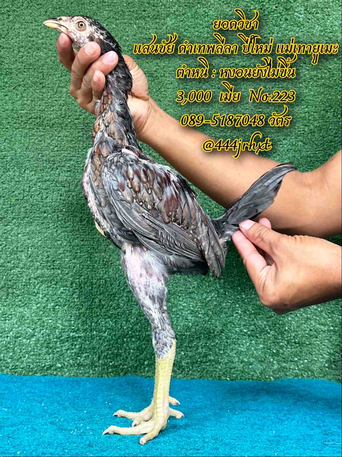 noomrongmee