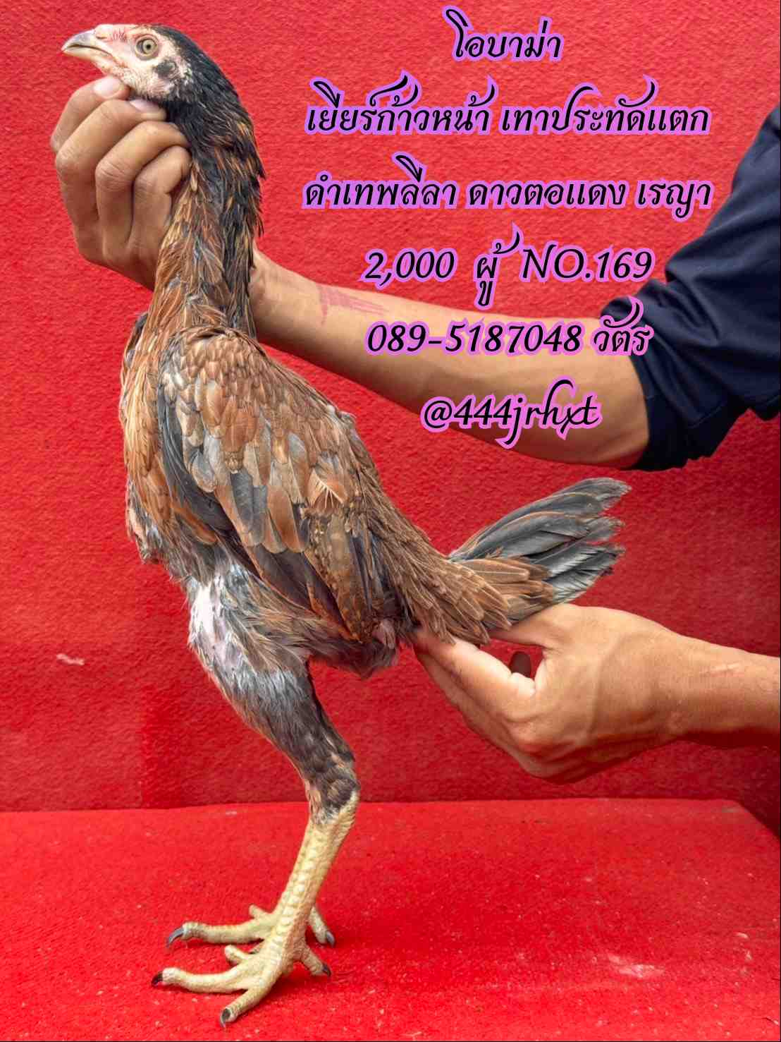 noomrongmee