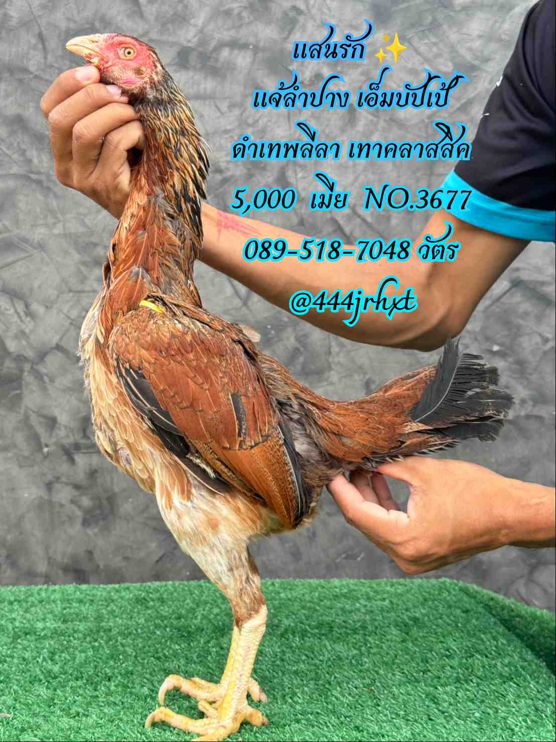 noomrongmee