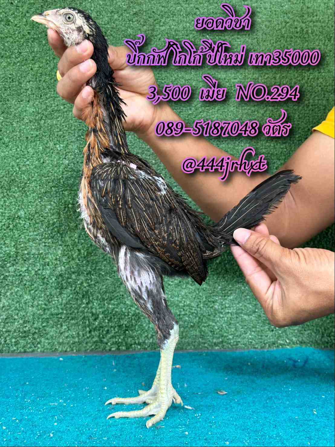 noomrongmee
