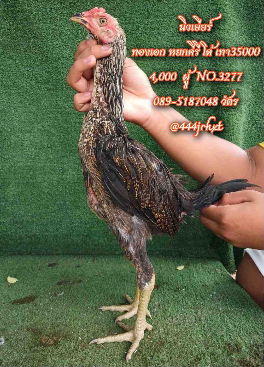 noomrongmee