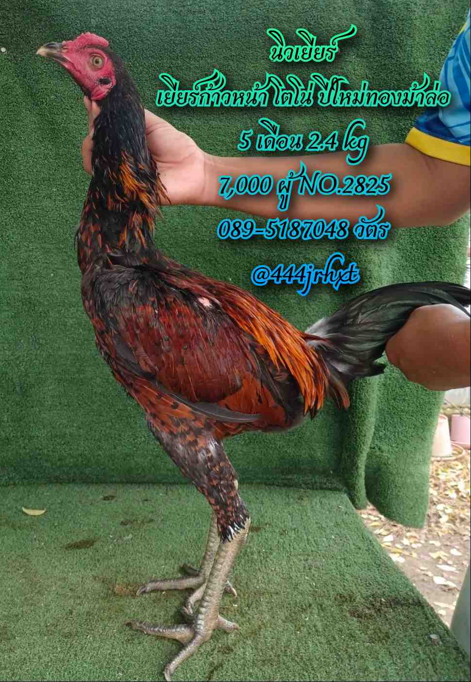 noomrongmee