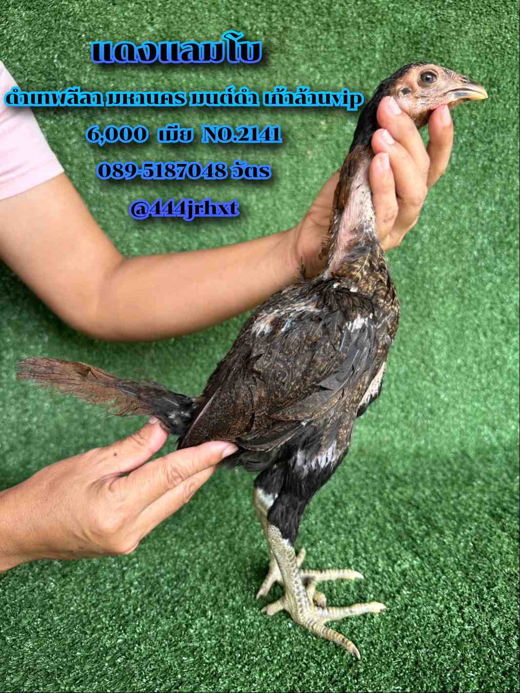 noomrongmee
