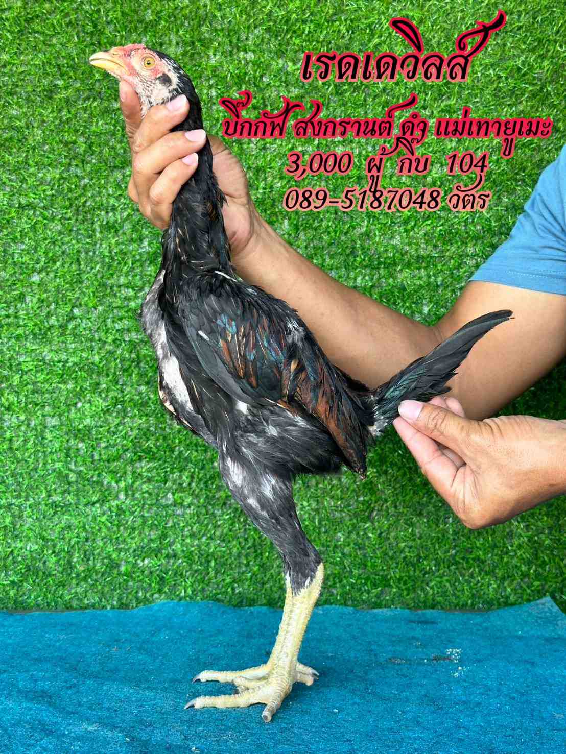 noomrongmee