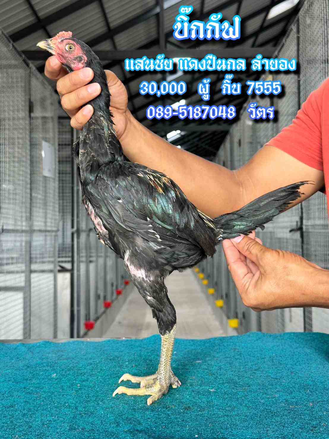noomrongmee