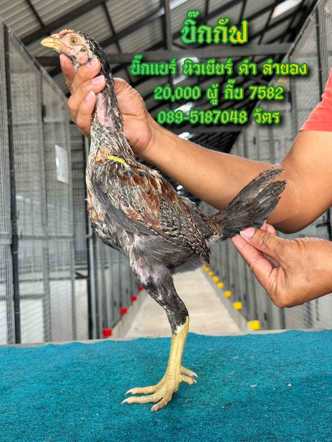 noomrongmee