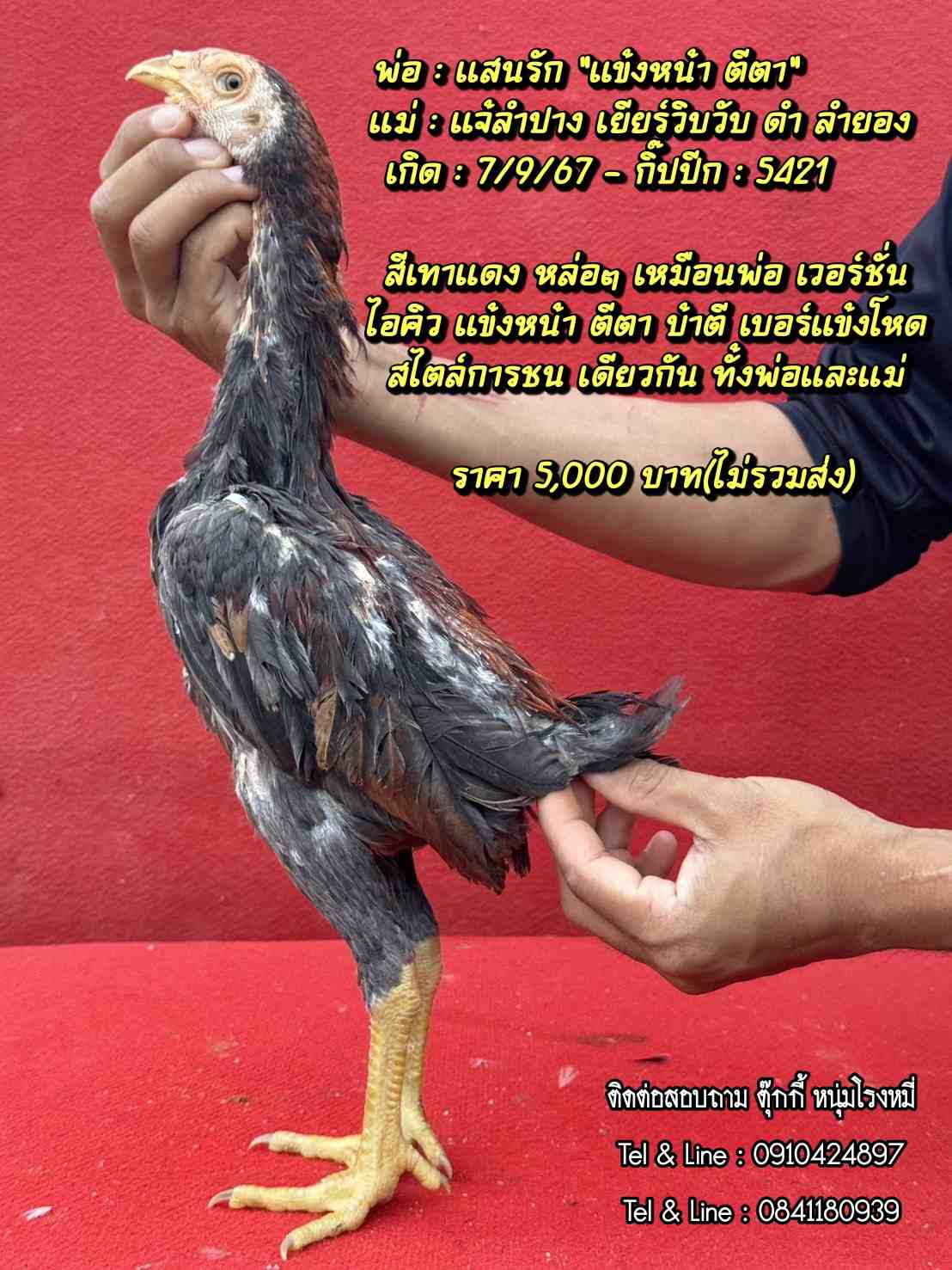 noomrongmee