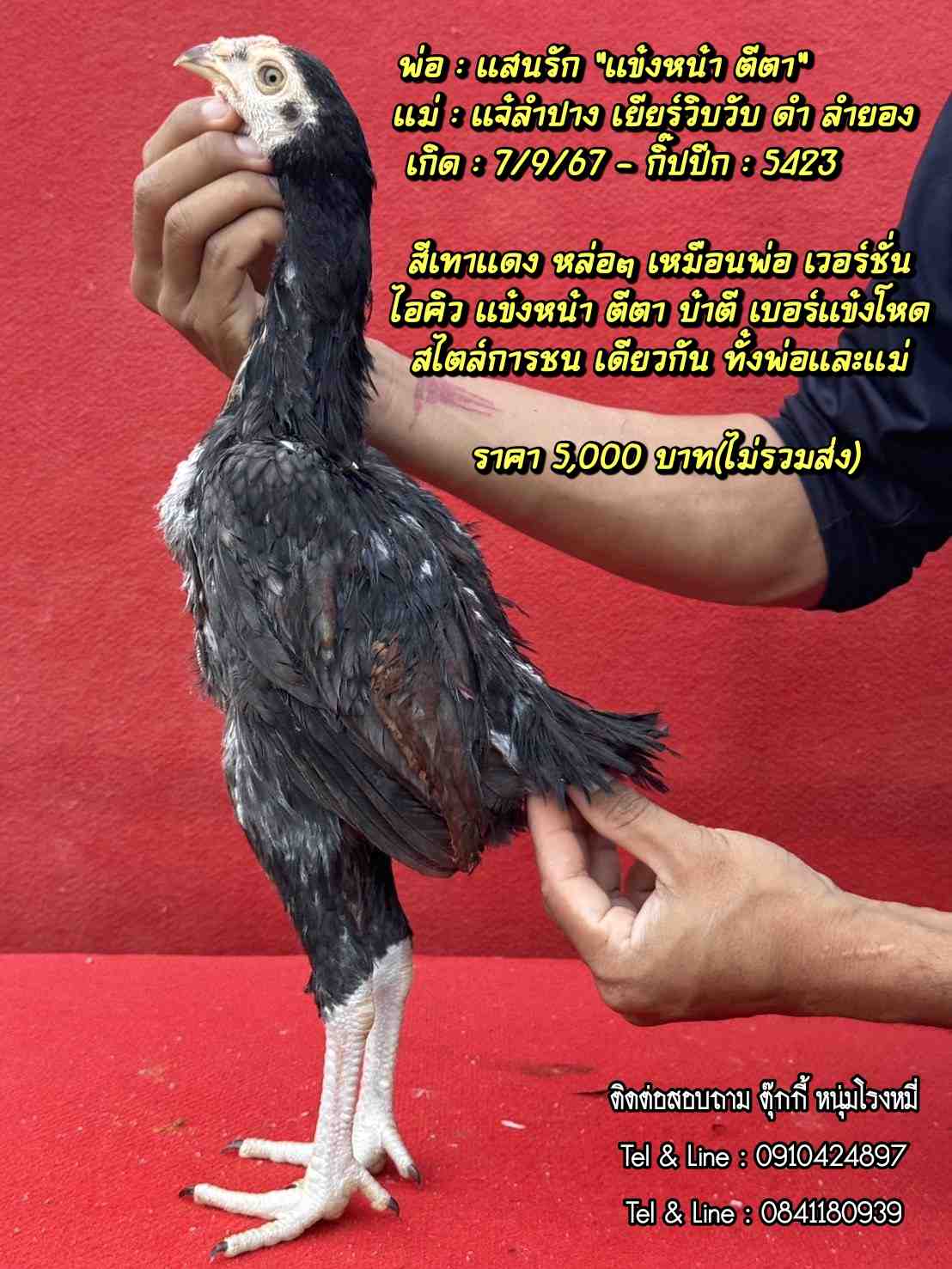 noomrongmee