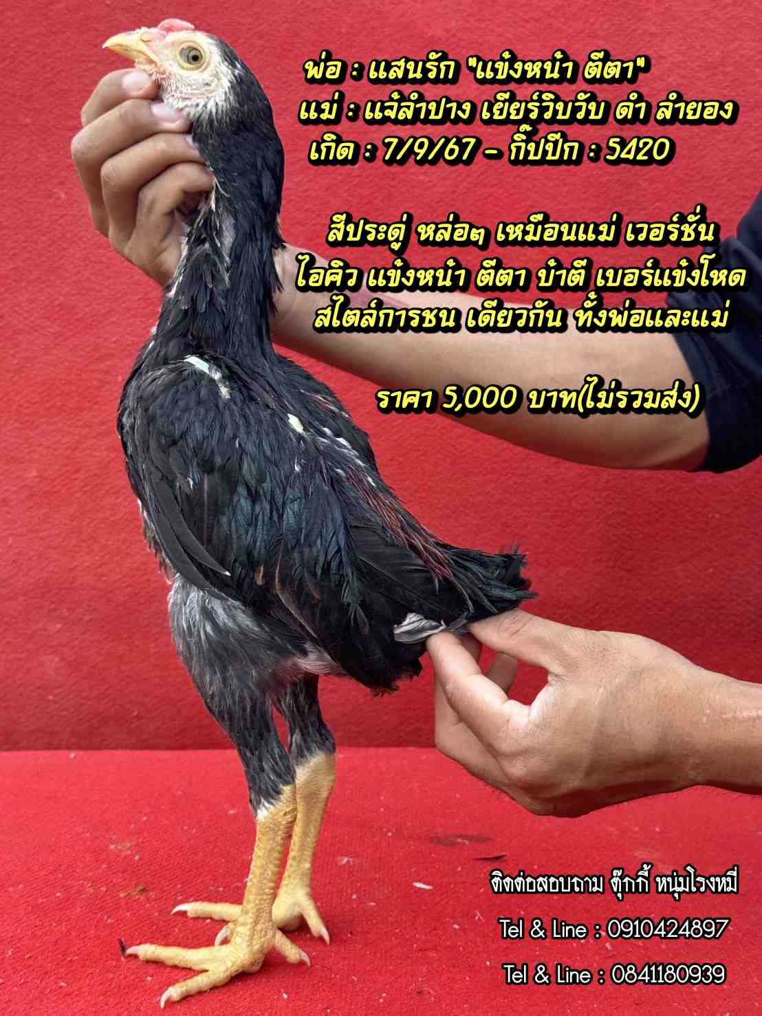 noomrongmee