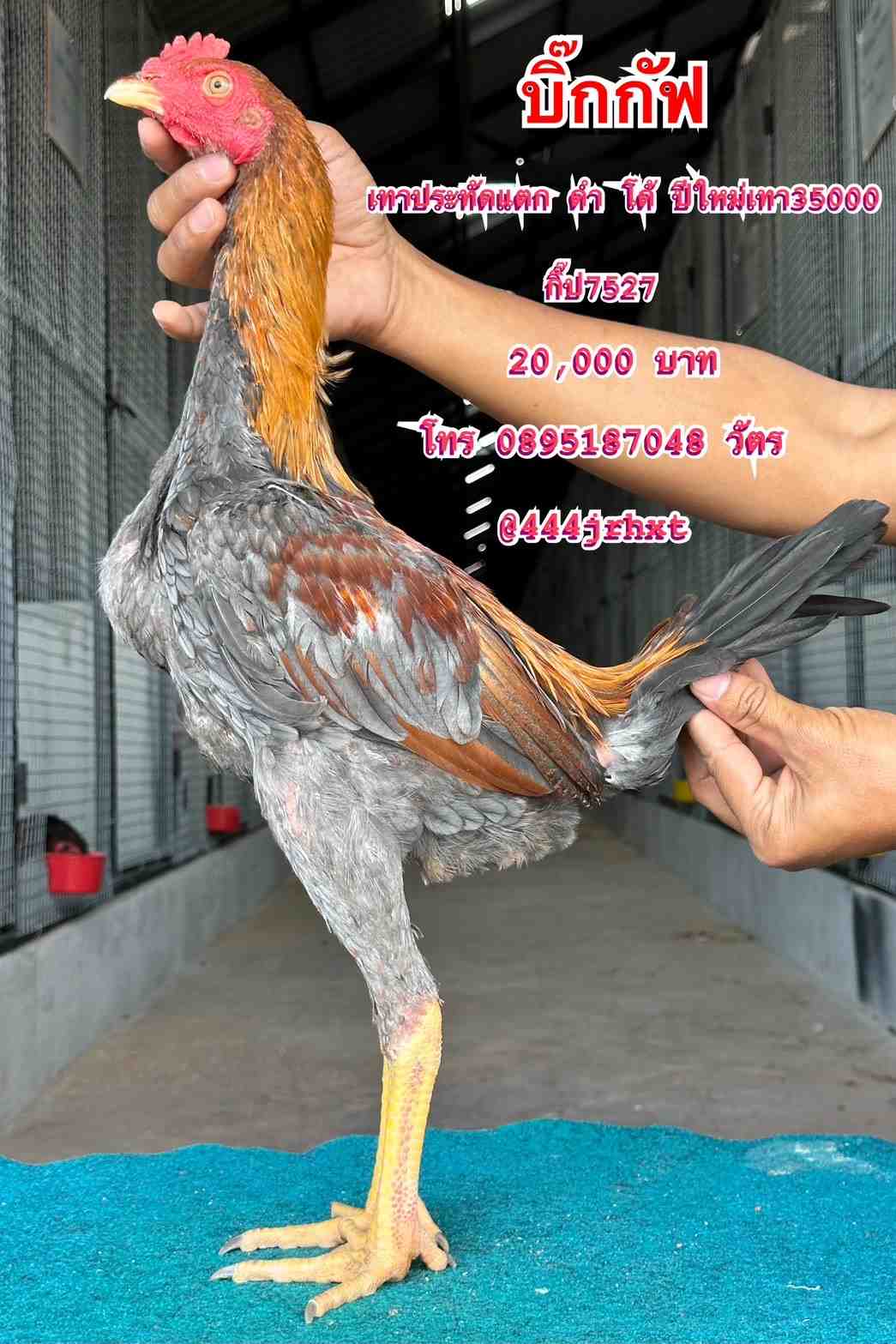 noomrongmee