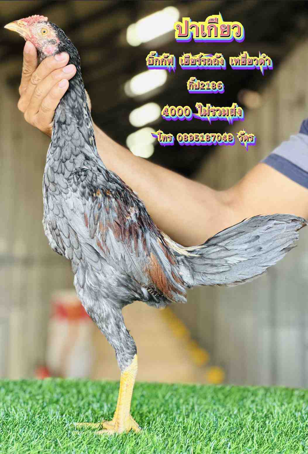 noomrongmee