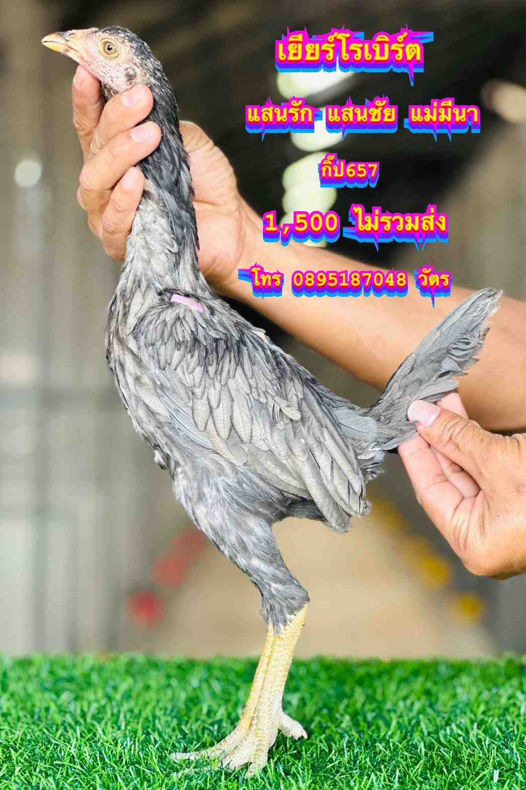 noomrongmee