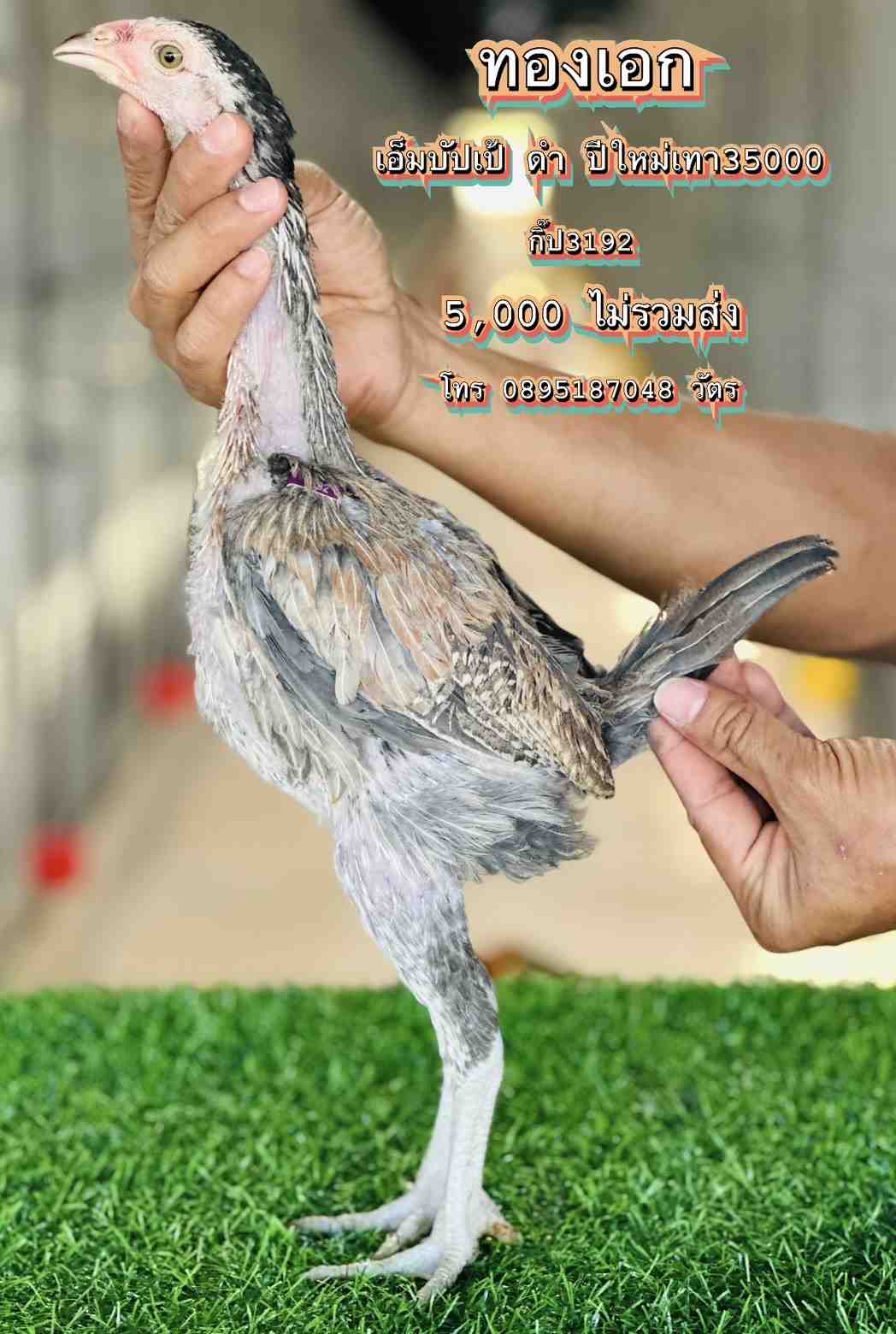 noomrongmee