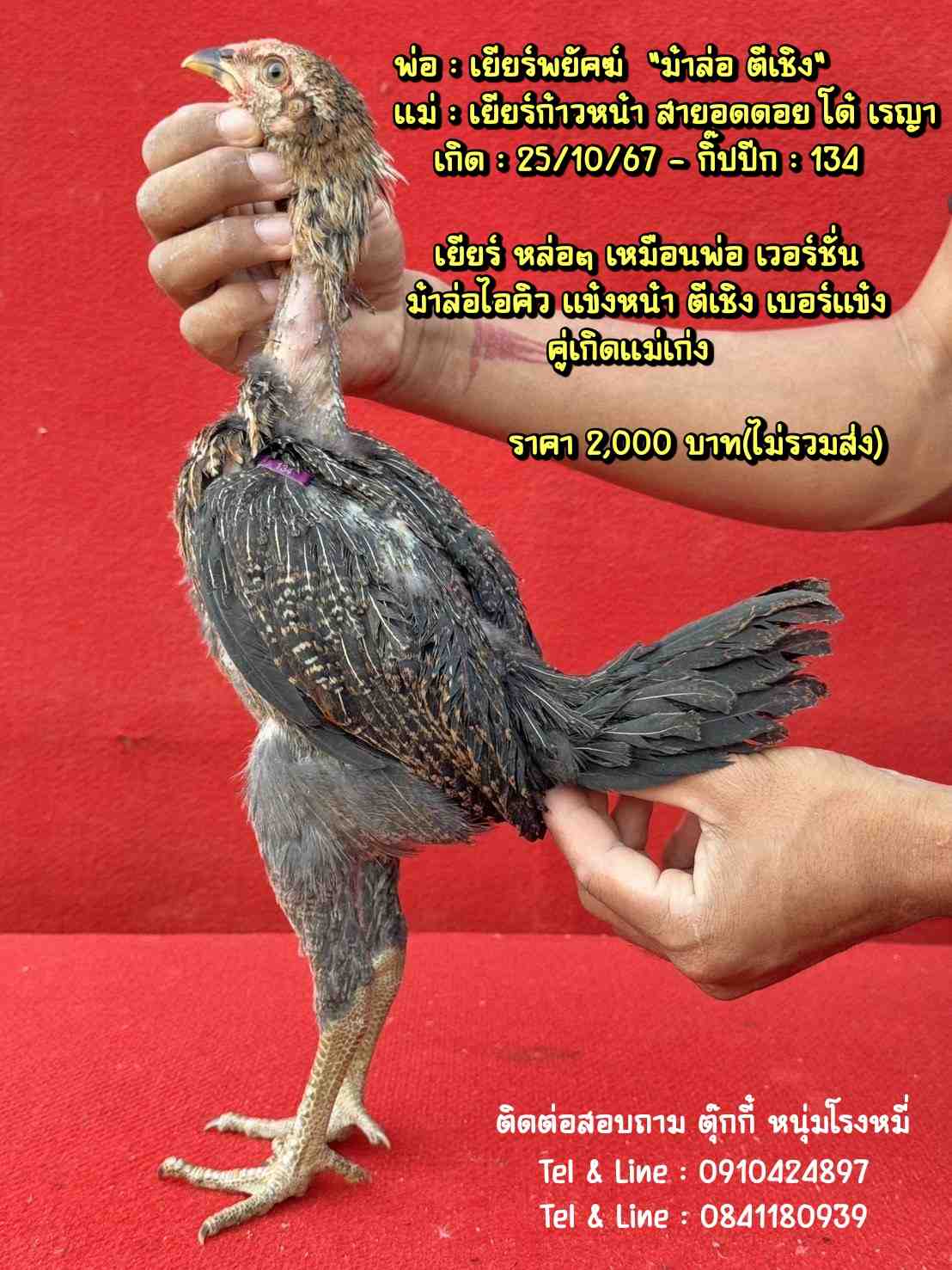 noomrongmee