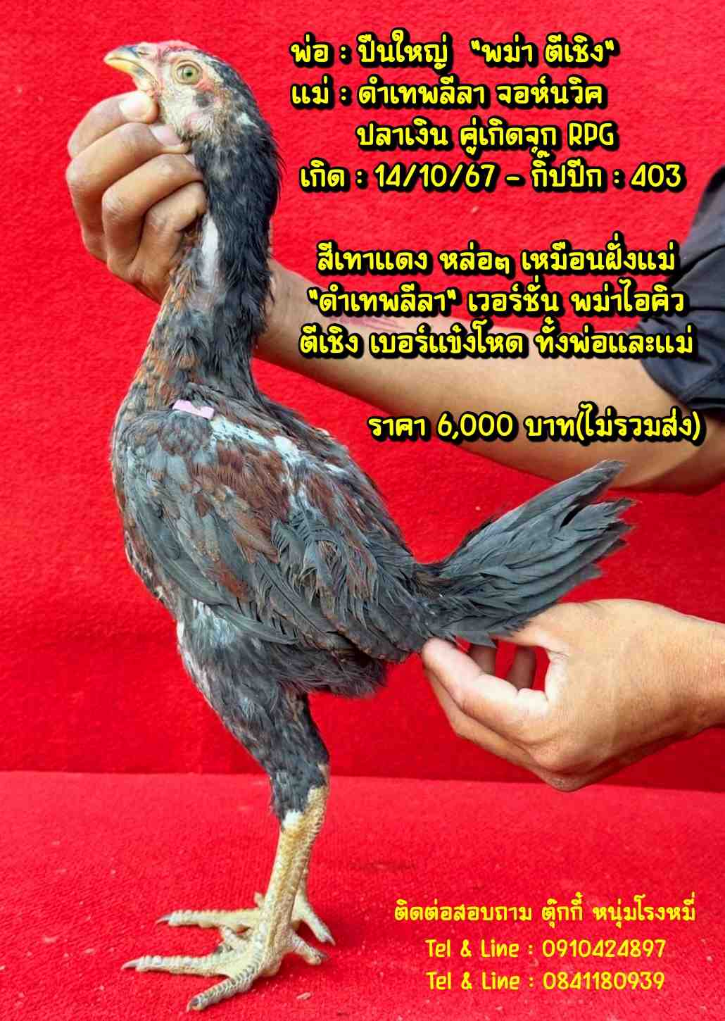 noomrongmee