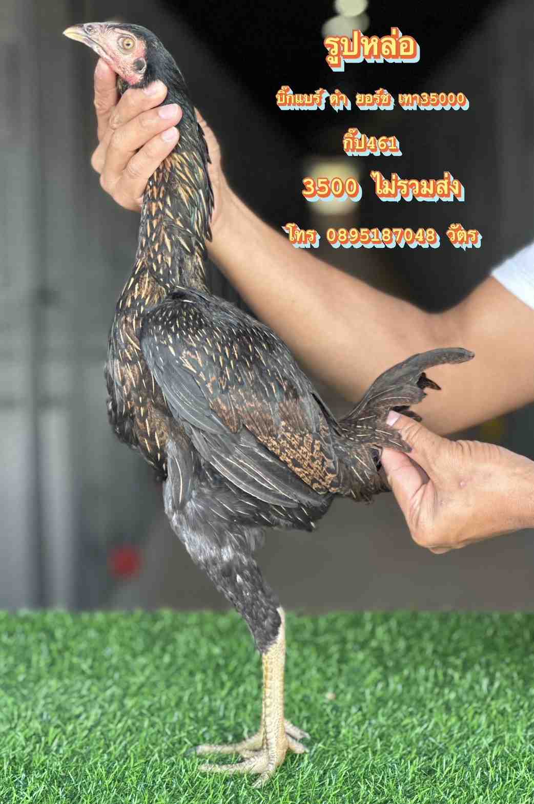 noomrongmee