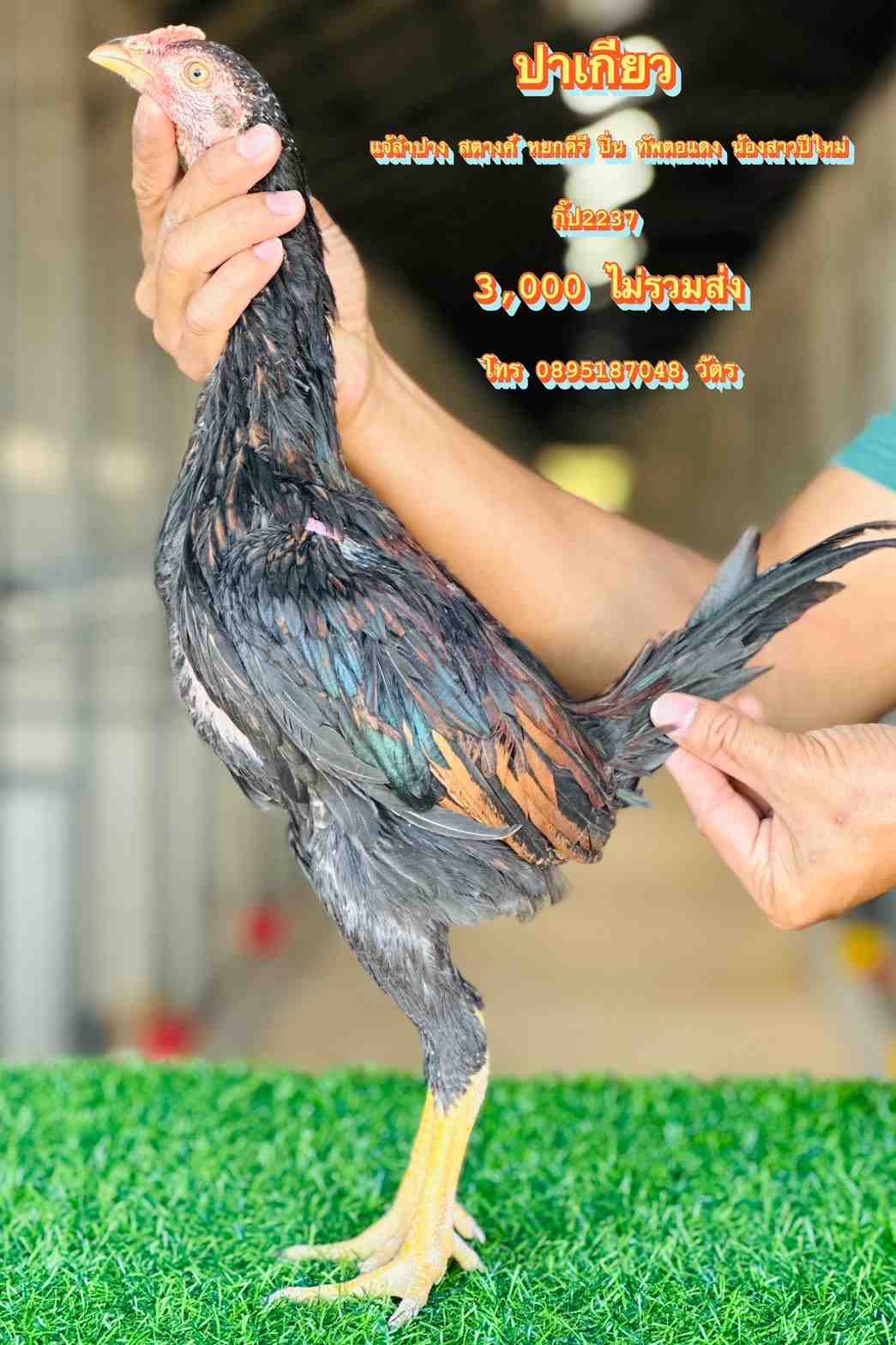 noomrongmee