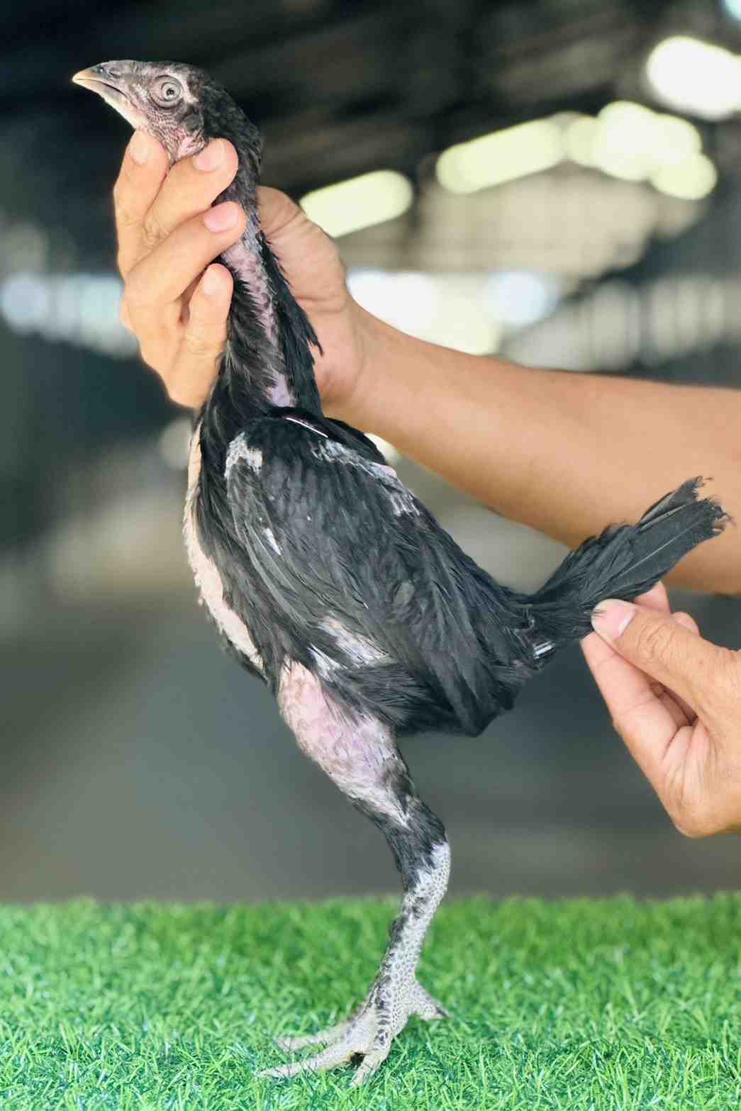 noomrongmee