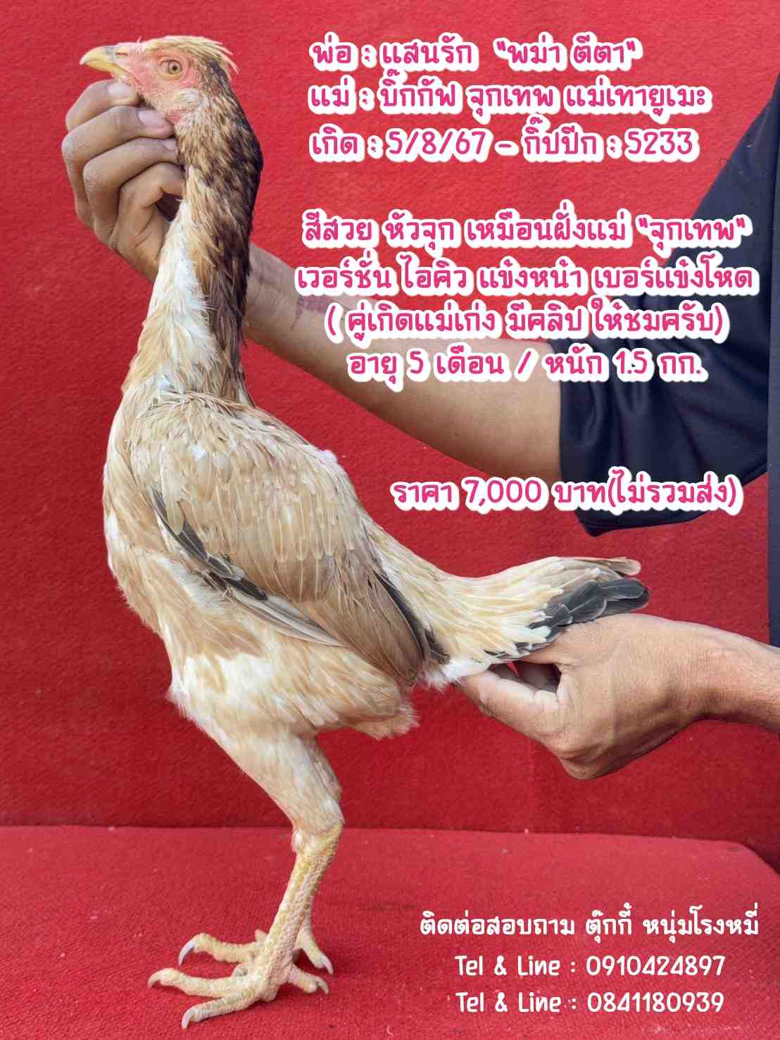 noomrongmee