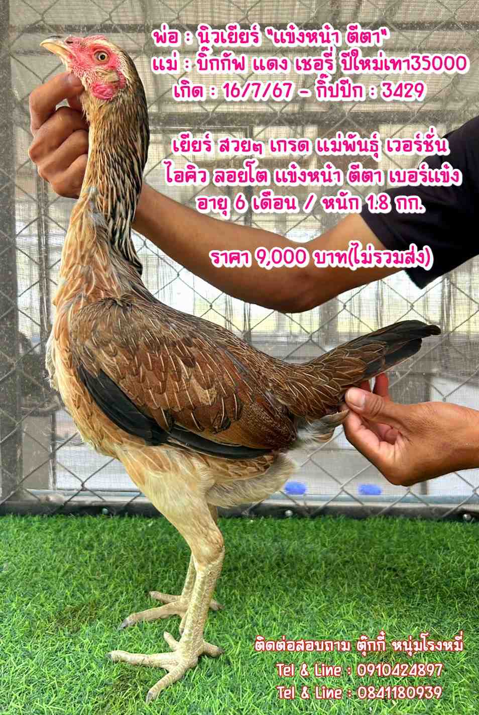 noomrongmee