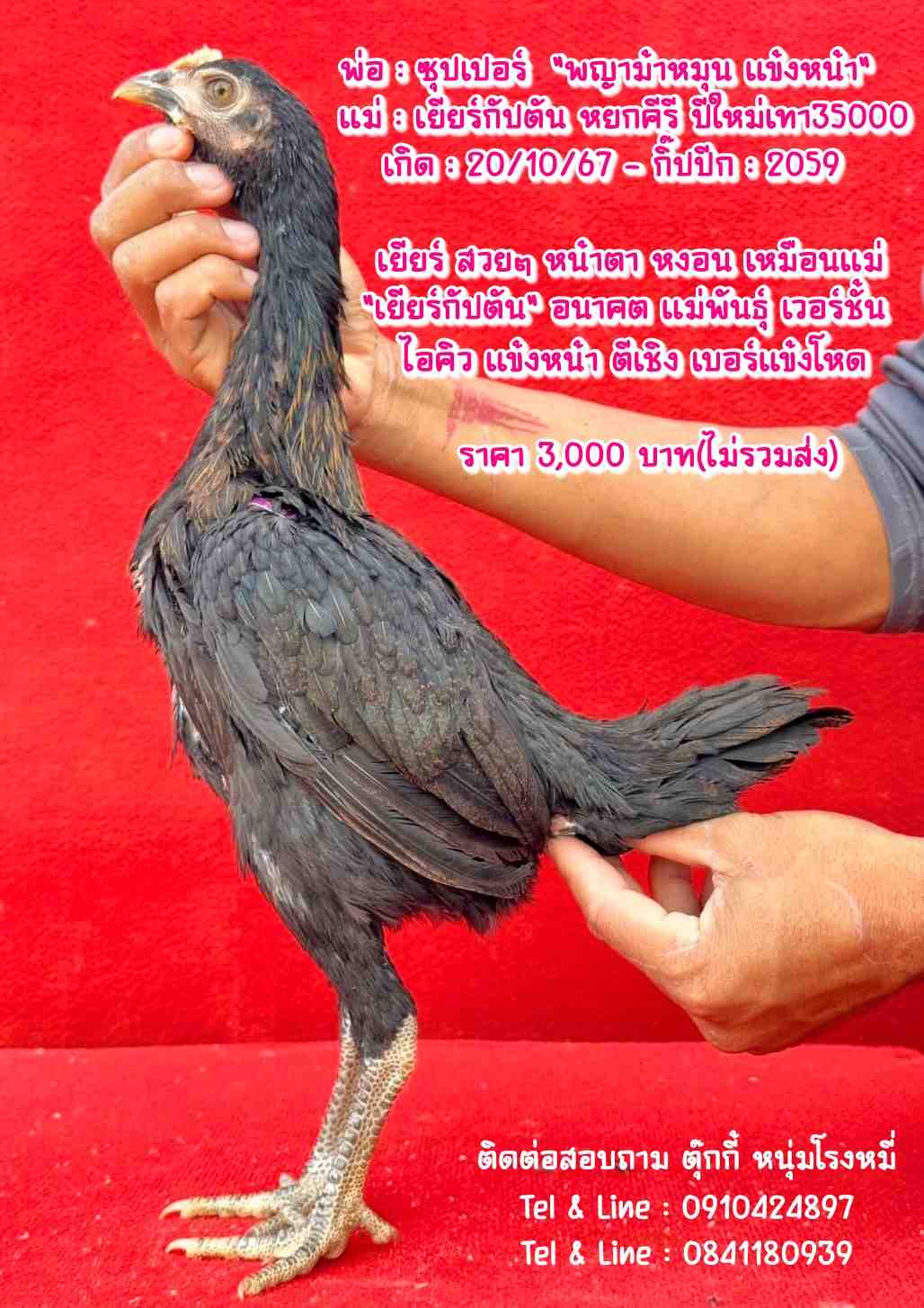noomrongmee