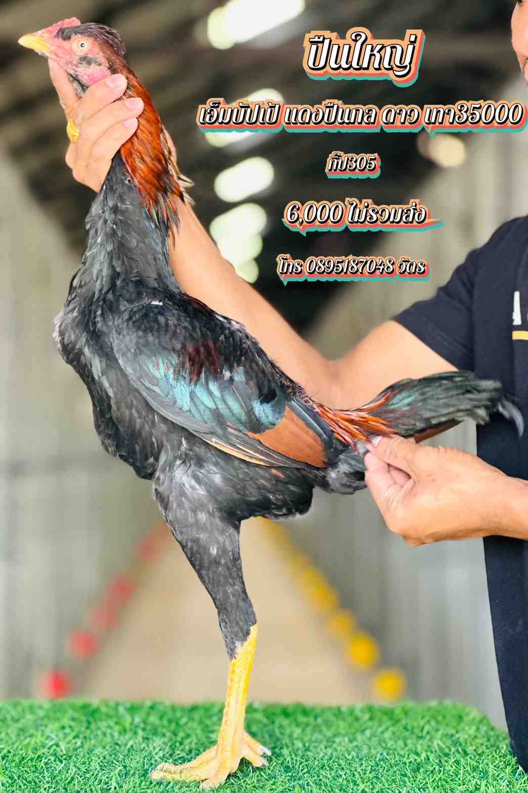 noomrongmee