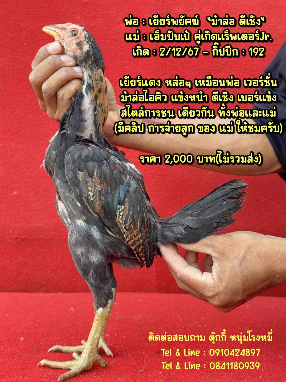 noomrongmee