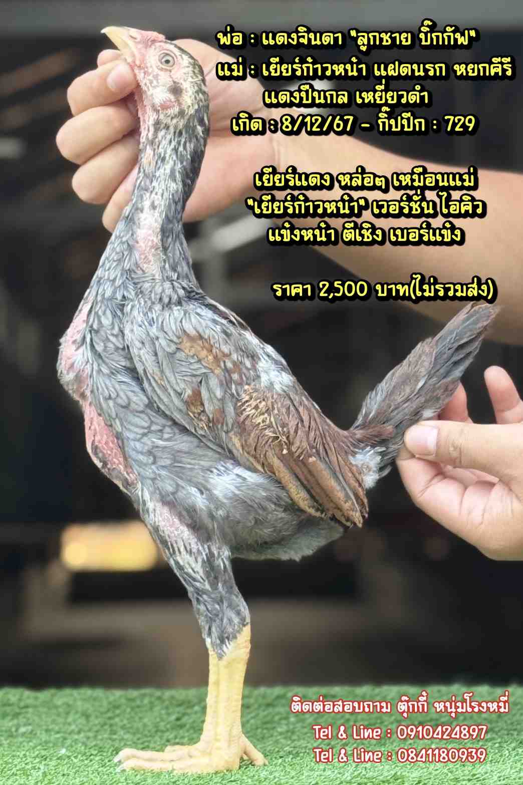 noomrongmee
