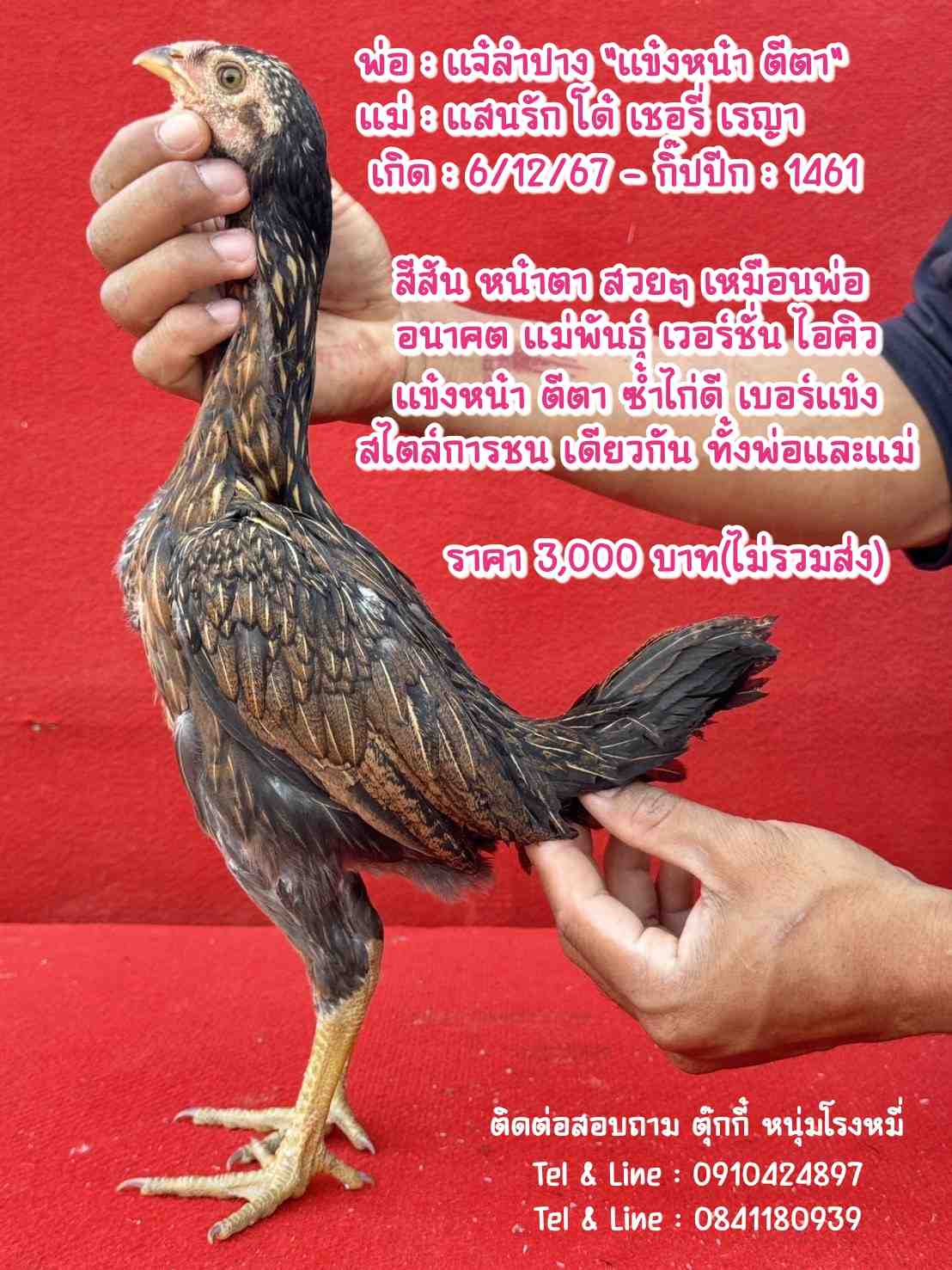 noomrongmee