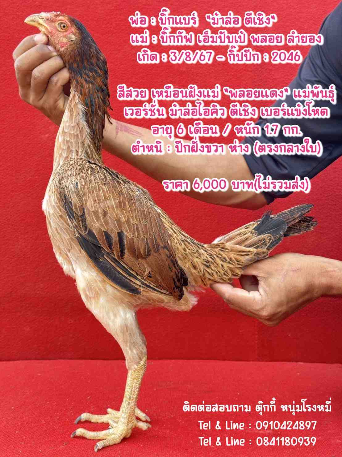 noomrongmee