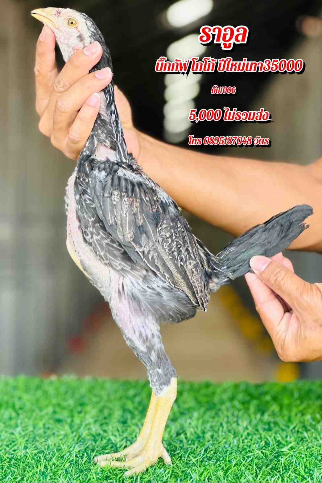 noomrongmee