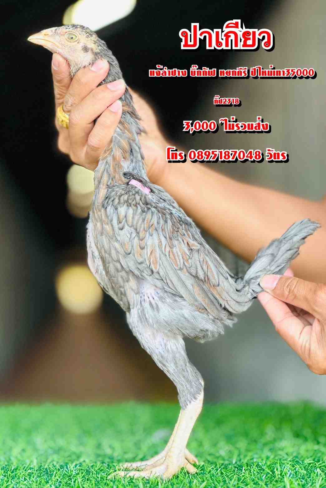 noomrongmee