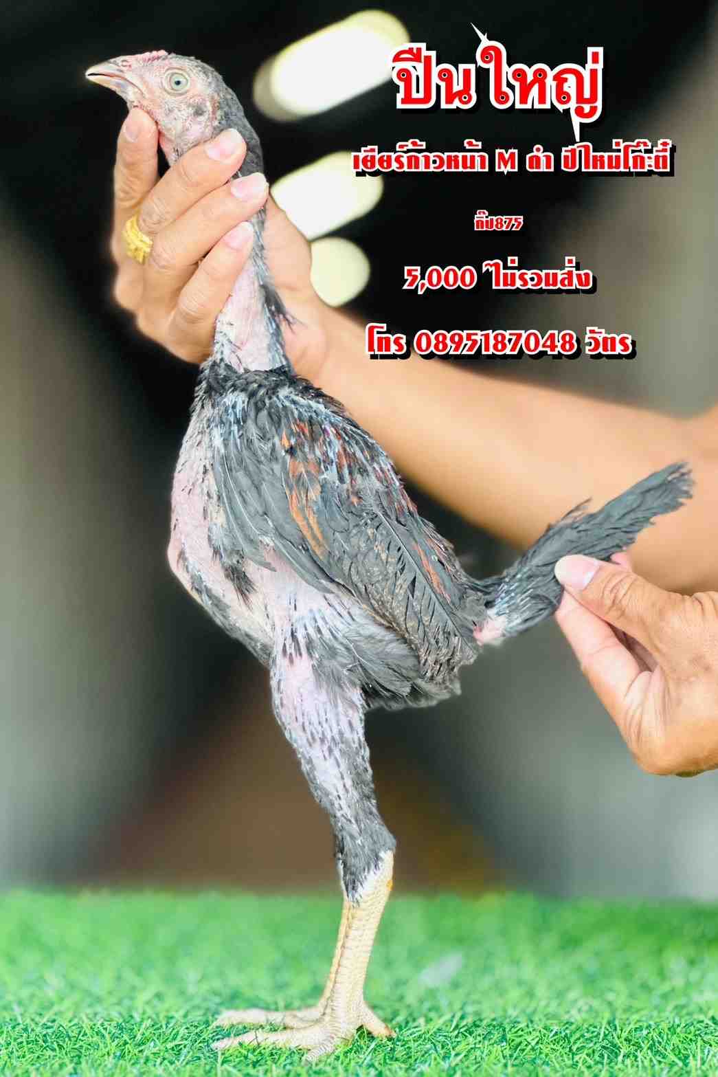 noomrongmee