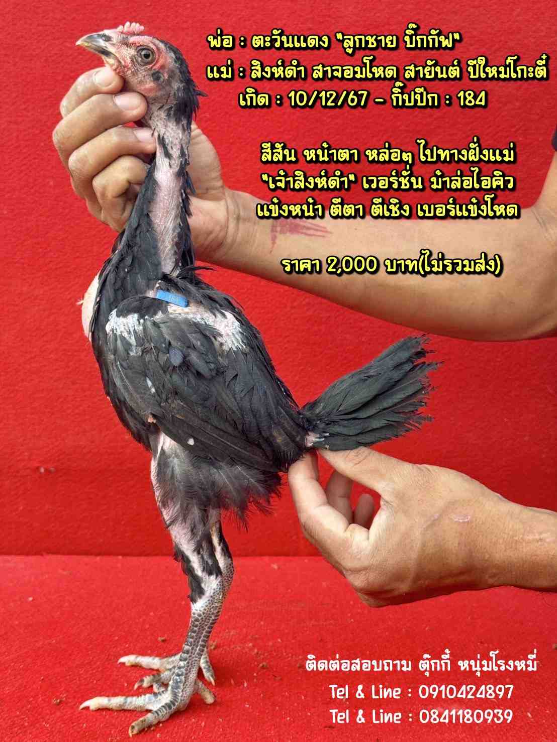noomrongmee