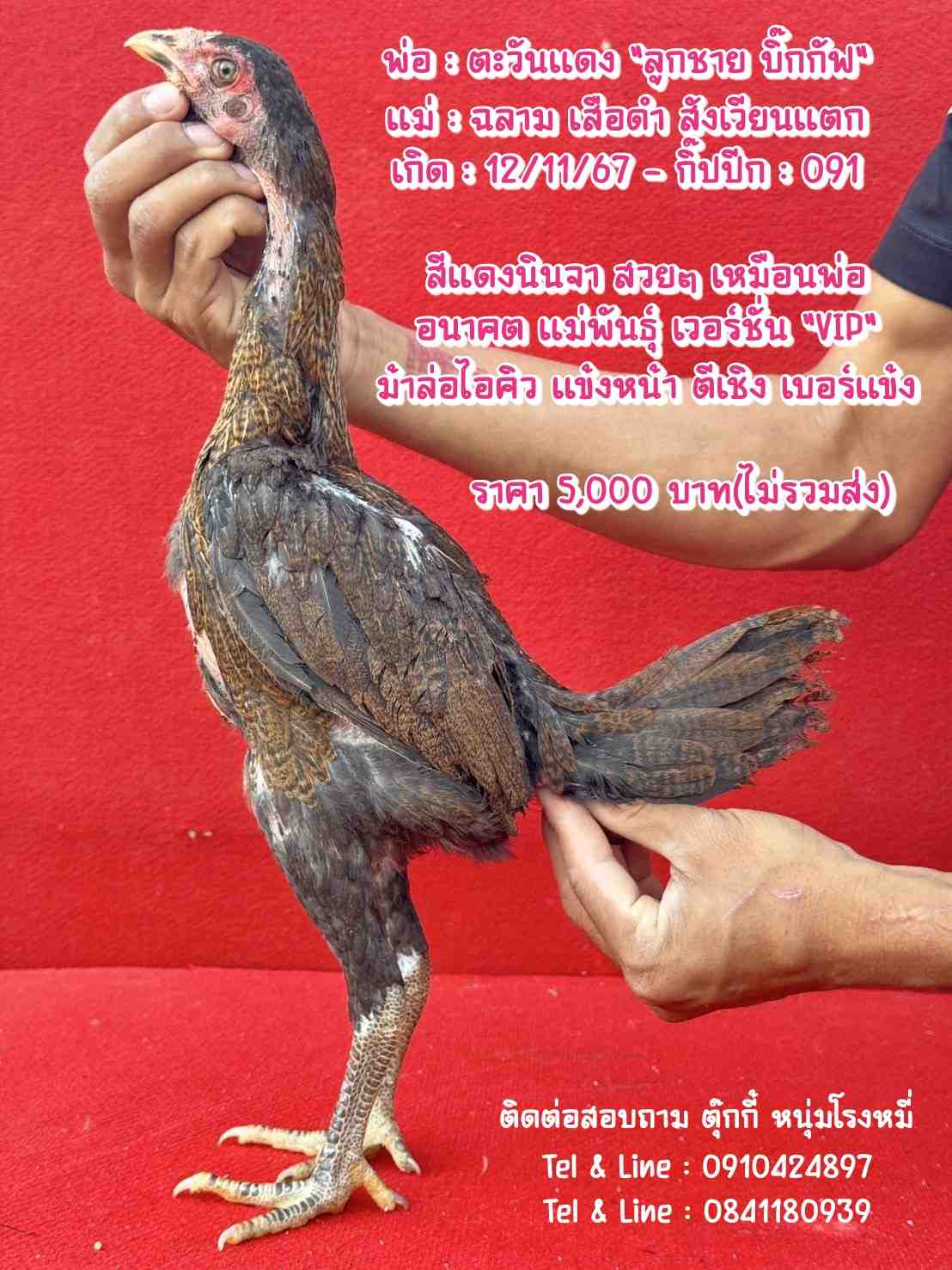 noomrongmee
