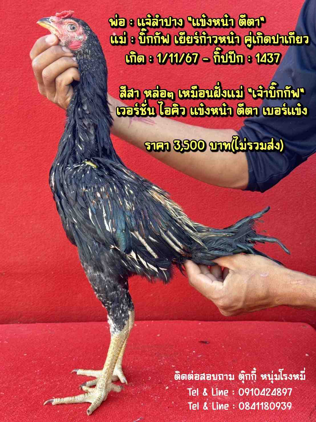 noomrongmee