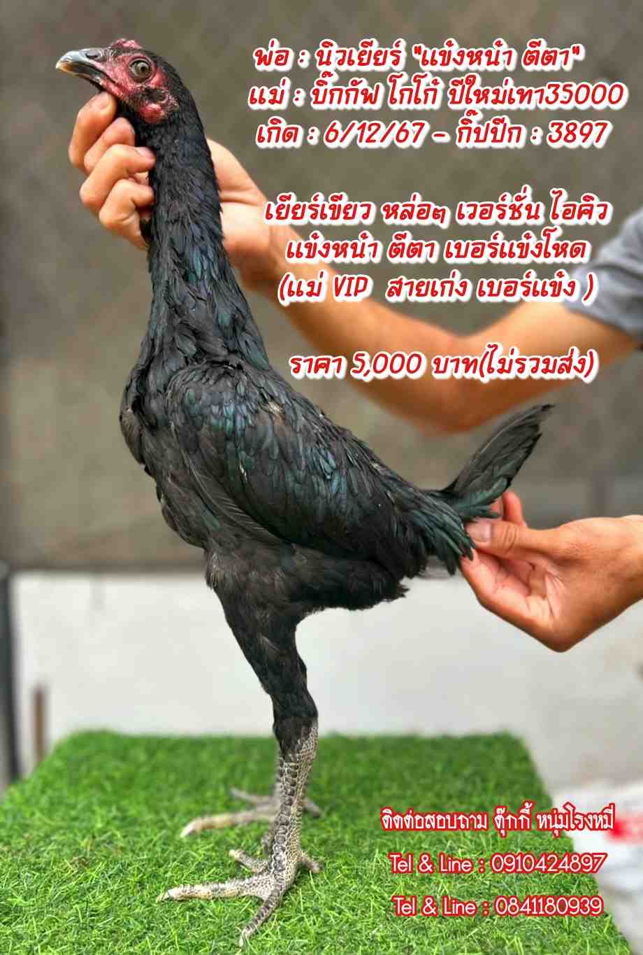 noomrongmee