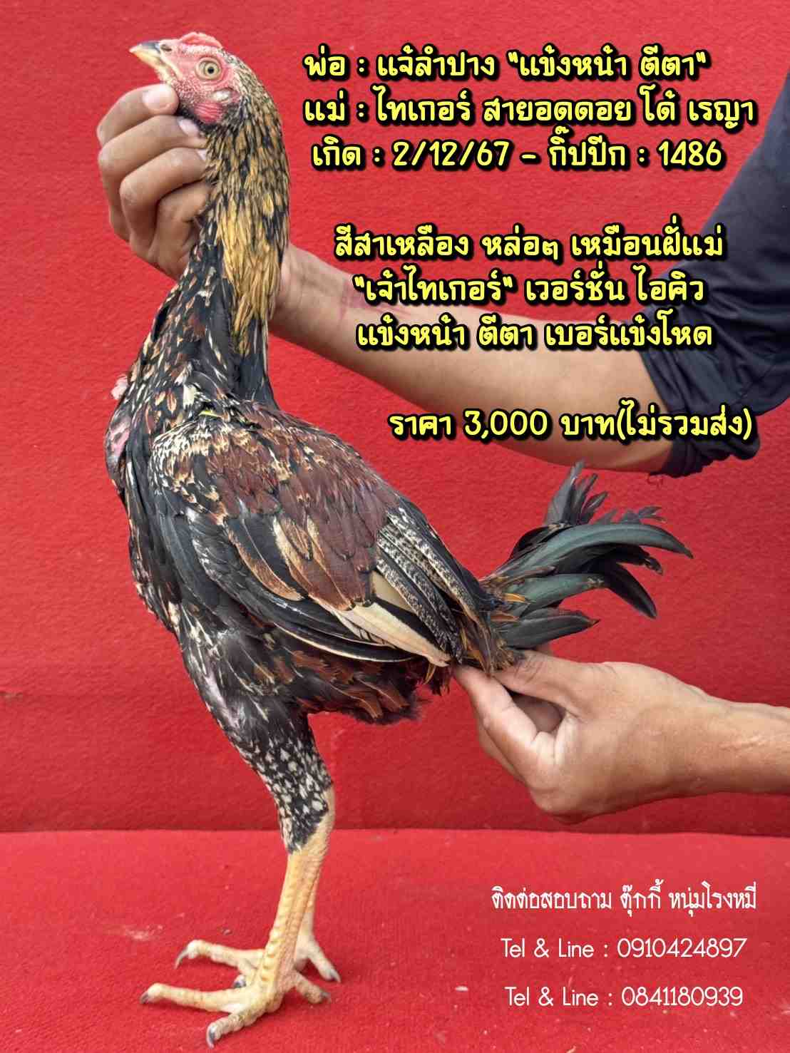 noomrongmee