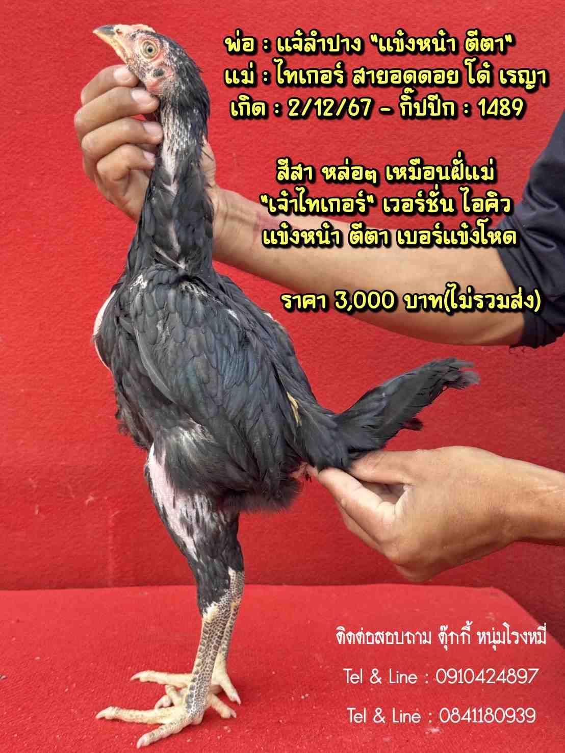 noomrongmee