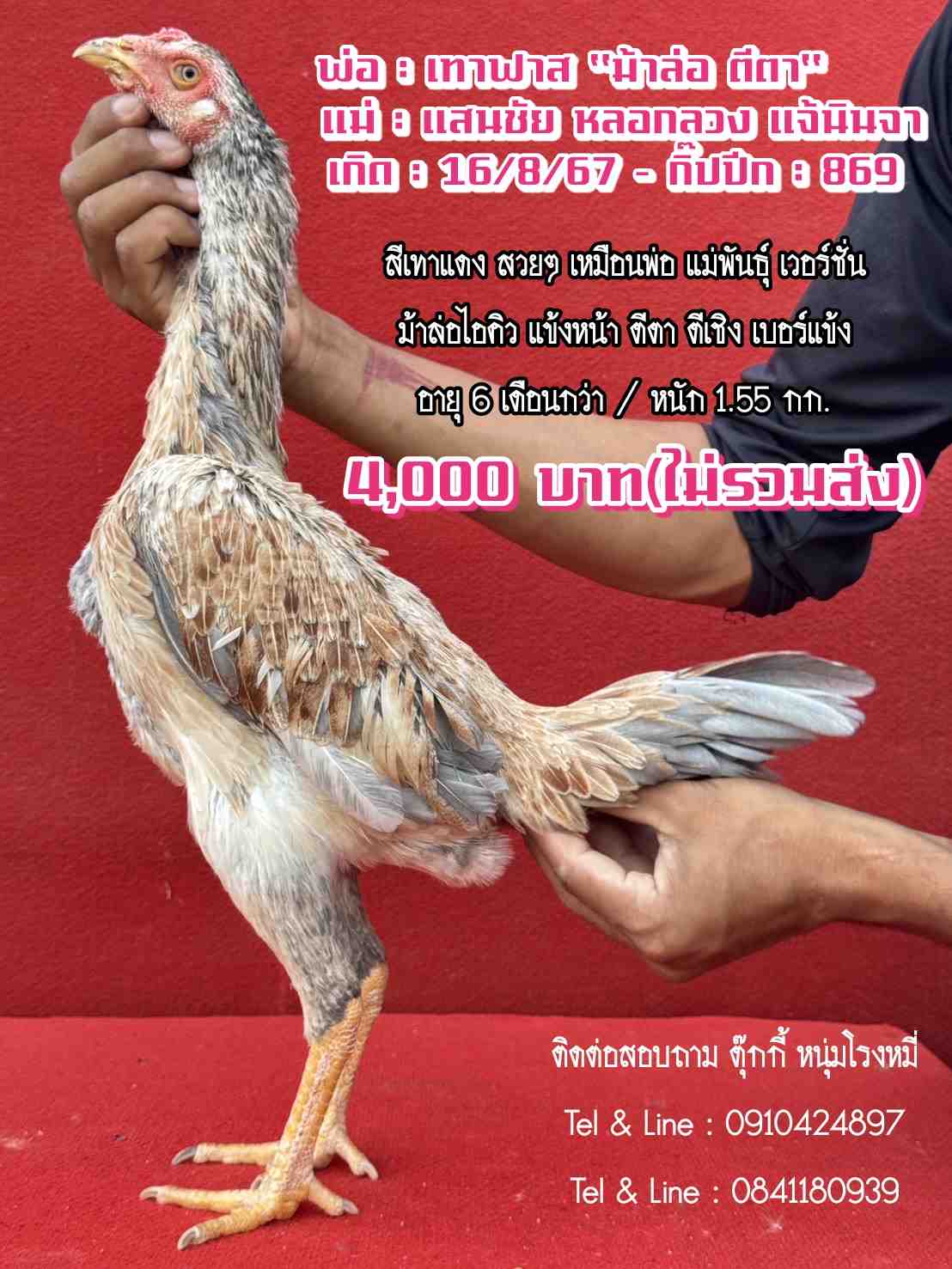 noomrongmee
