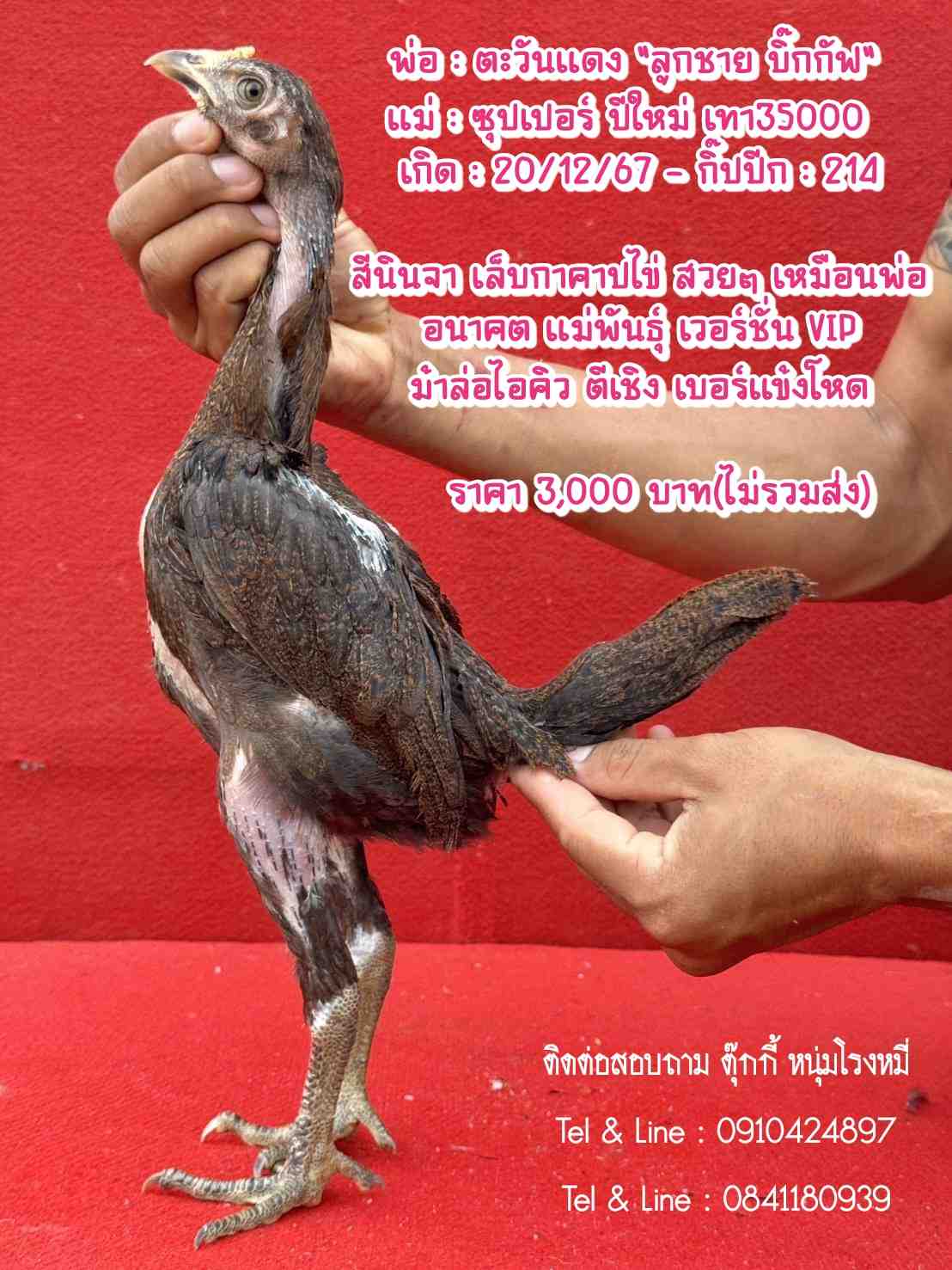 noomrongmee