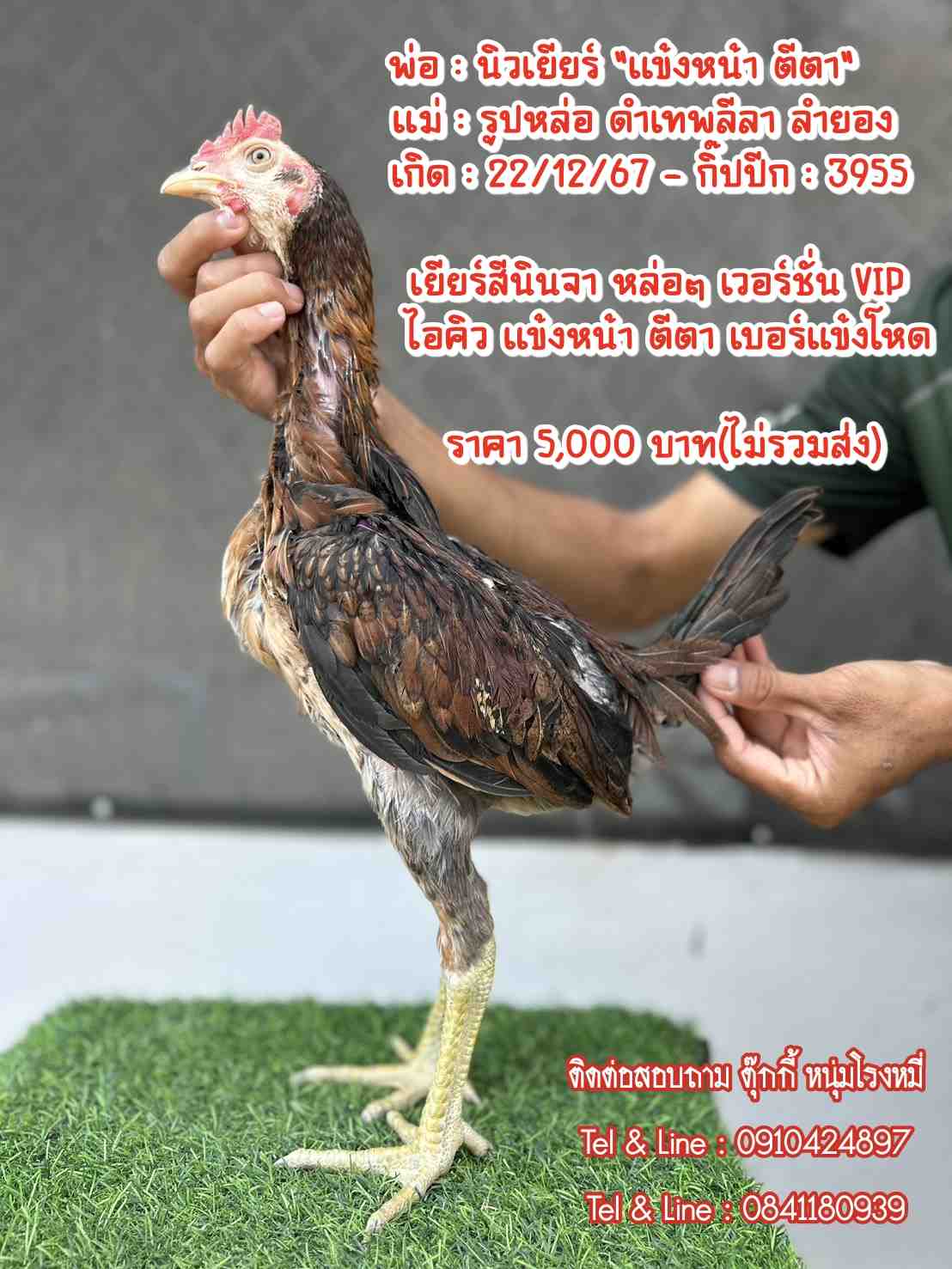 noomrongmee
